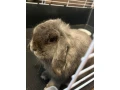 samicka-minilop-small-2