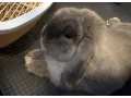 samicka-minilop-small-0