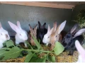 predam-kraliky-samice-small-1