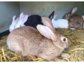 predam-kraliky-samice-small-2