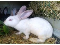 predam-kraliky-samice-small-0