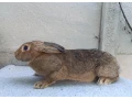 predam-kraliky-samice-small-4