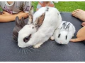 zakrsly-kralik-small-4