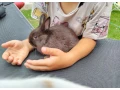 zakrsly-kralik-small-3