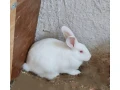 kraliky-small-2