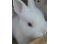 predam-zakrsle-kraliky-hermeliny-small-1