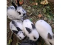 zakrsle-kraliky-na-predaj-12-tyzdnove-small-2