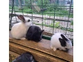 zakrsle-kraliky-na-predaj-12-tyzdnove-small-4
