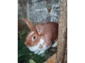 predam-zajace-small-0