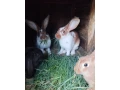 predam-zajace-small-1