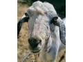 predam-anglonubijskeho-capka-small-2