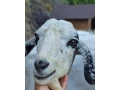 predam-anglonubijskeho-capka-small-3