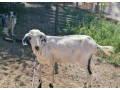 predam-anglonubijskeho-capka-small-1
