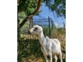 predam-anglonubijskeho-capka-small-0