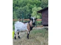 predam-holandskeho-mini-capa-small-1