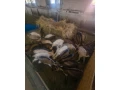 predam-mlade-kozicky-small-4