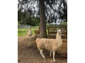 lama-krotka-small-1