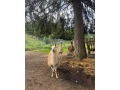 lama-krotka-small-0