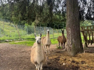 lama-krotka