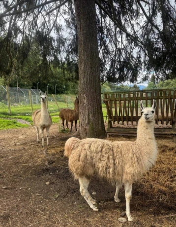 lama-krotka-big-1