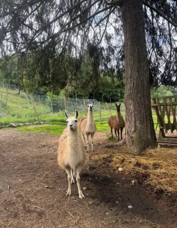 lama-krotka-big-0