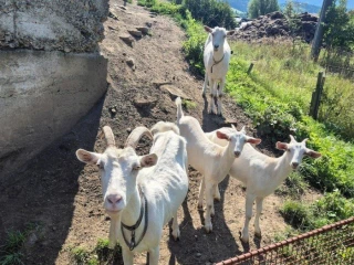 kozy-na-predaj