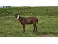 anglonubjske-kozy-small-0
