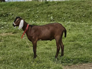 anglonubjske-kozy