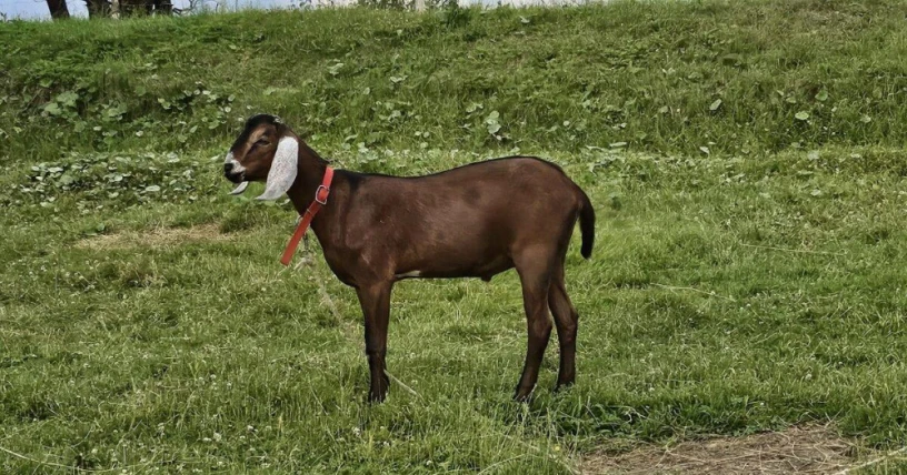 anglonubjske-kozy-big-0