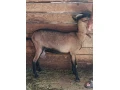 koza-a-kozliatka-small-0