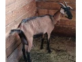 koza-a-kozliatka-small-3