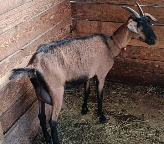 koza-a-kozliatka-big-3