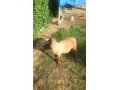 predam-jahnata-small-0
