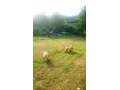 predam-jahnata-small-2