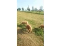 predam-jahnata-small-1