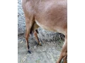 predam-anglonobiska-kozu-small-2