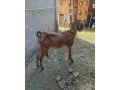 predam-anglonobiska-kozu-small-0