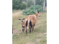 predam-kamerunske-ovce-s-jahnatami-small-3