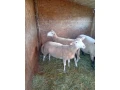 ovce-na-predaj-small-0