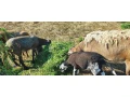 predam-barana-a-ovce-small-2