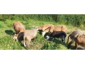 predam-barana-a-ovce-small-3