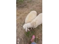 predam-baranov-small-4