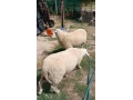 predam-baranov-small-0