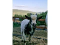 predam-holandskeho-mini-capka-small-1