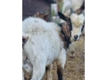 predam-holandskeho-mini-capka-small-2