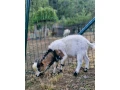 predam-holandskeho-mini-capka-small-3