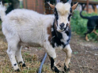 predam-holandskeho-mini-capka