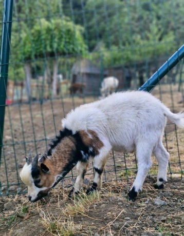 predam-holandskeho-mini-capka-big-3