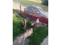 predam-kozy-small-4