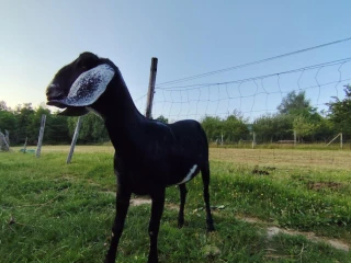 100-anglonubijska-kozicka-50-capko